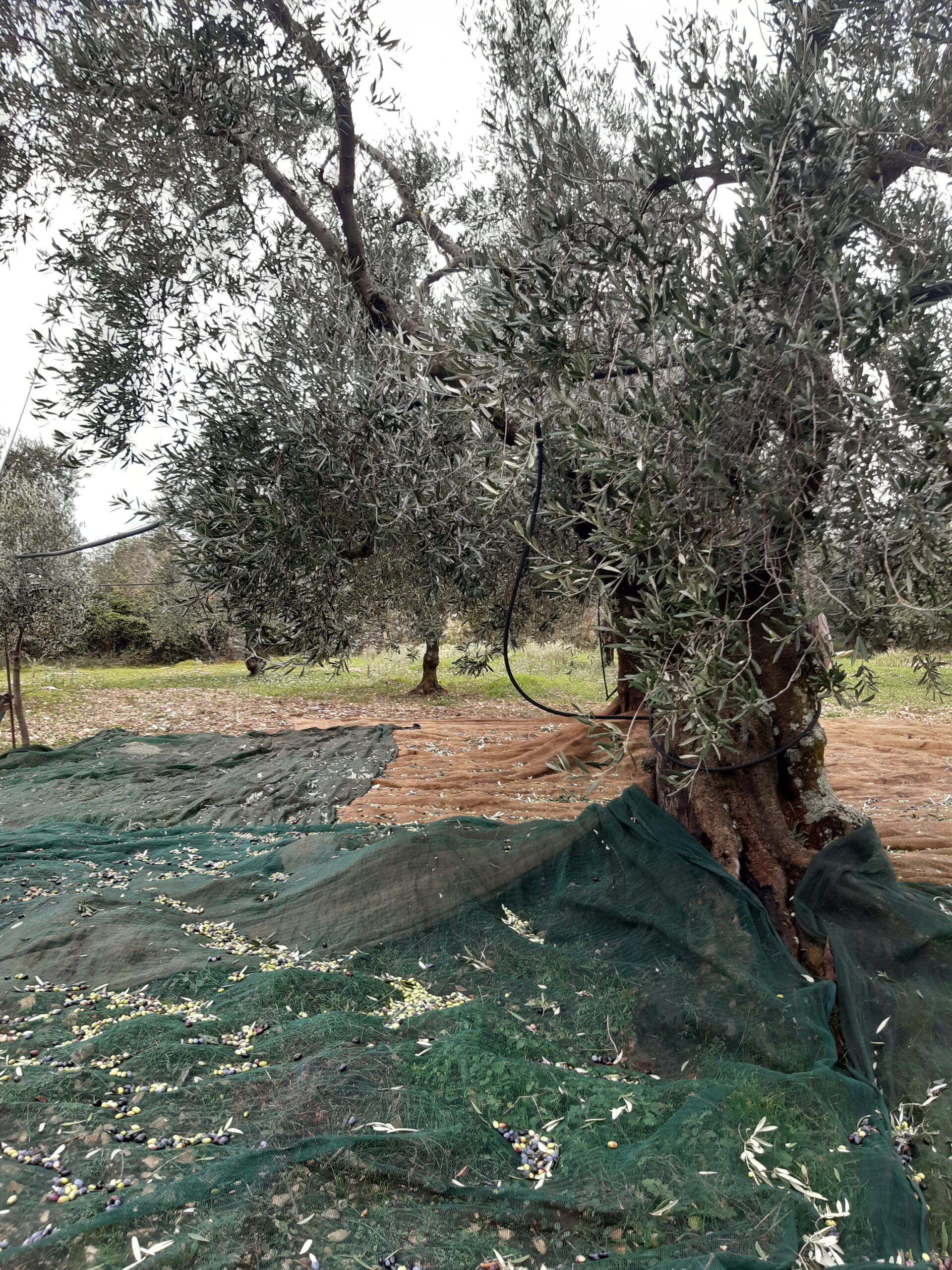 ULIVO DURANTE LA RACCOLTA CON panno e irrigazione