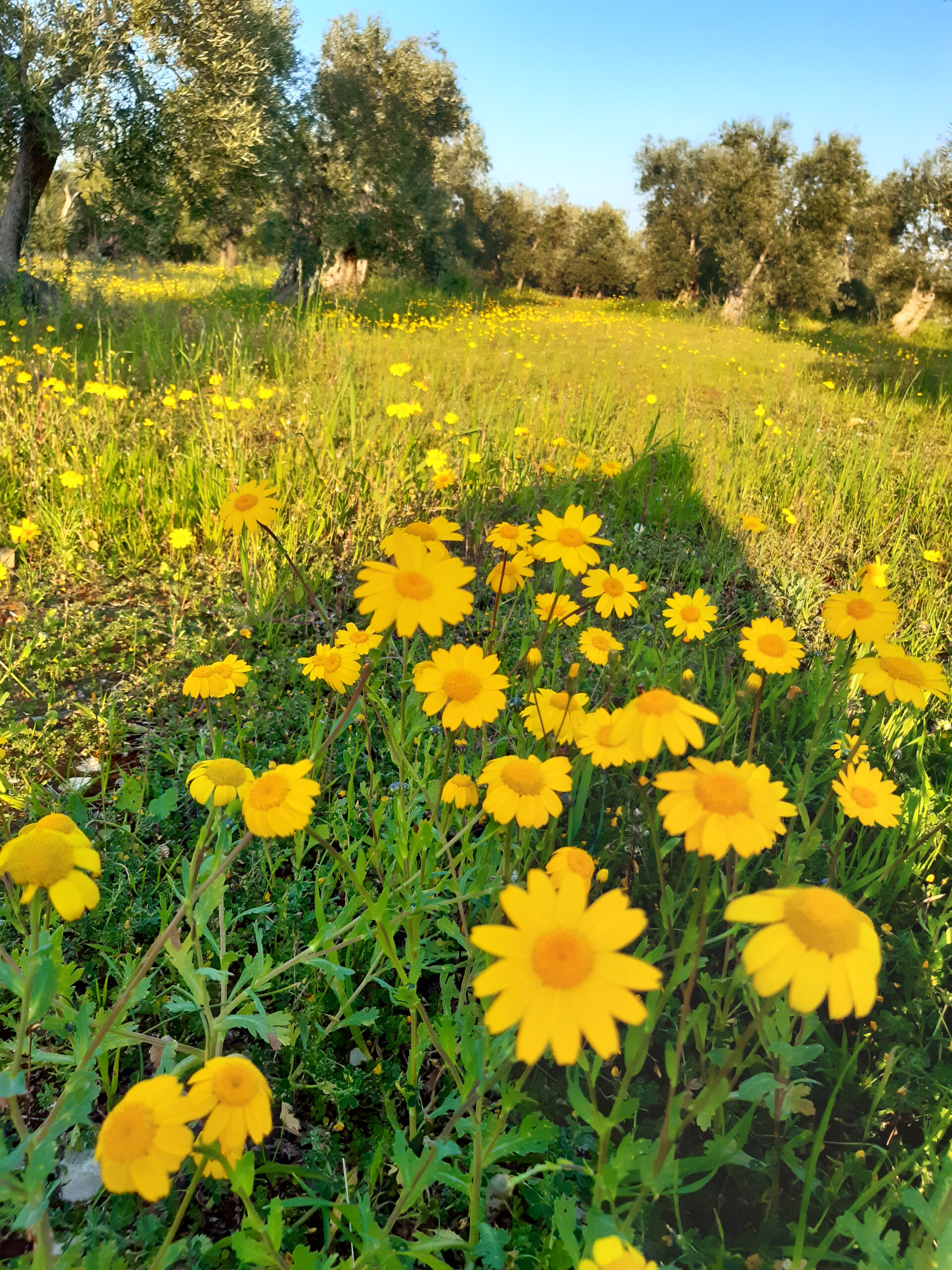 primo piano di fiori di campo gialli in un uliveto pugliese in primavera