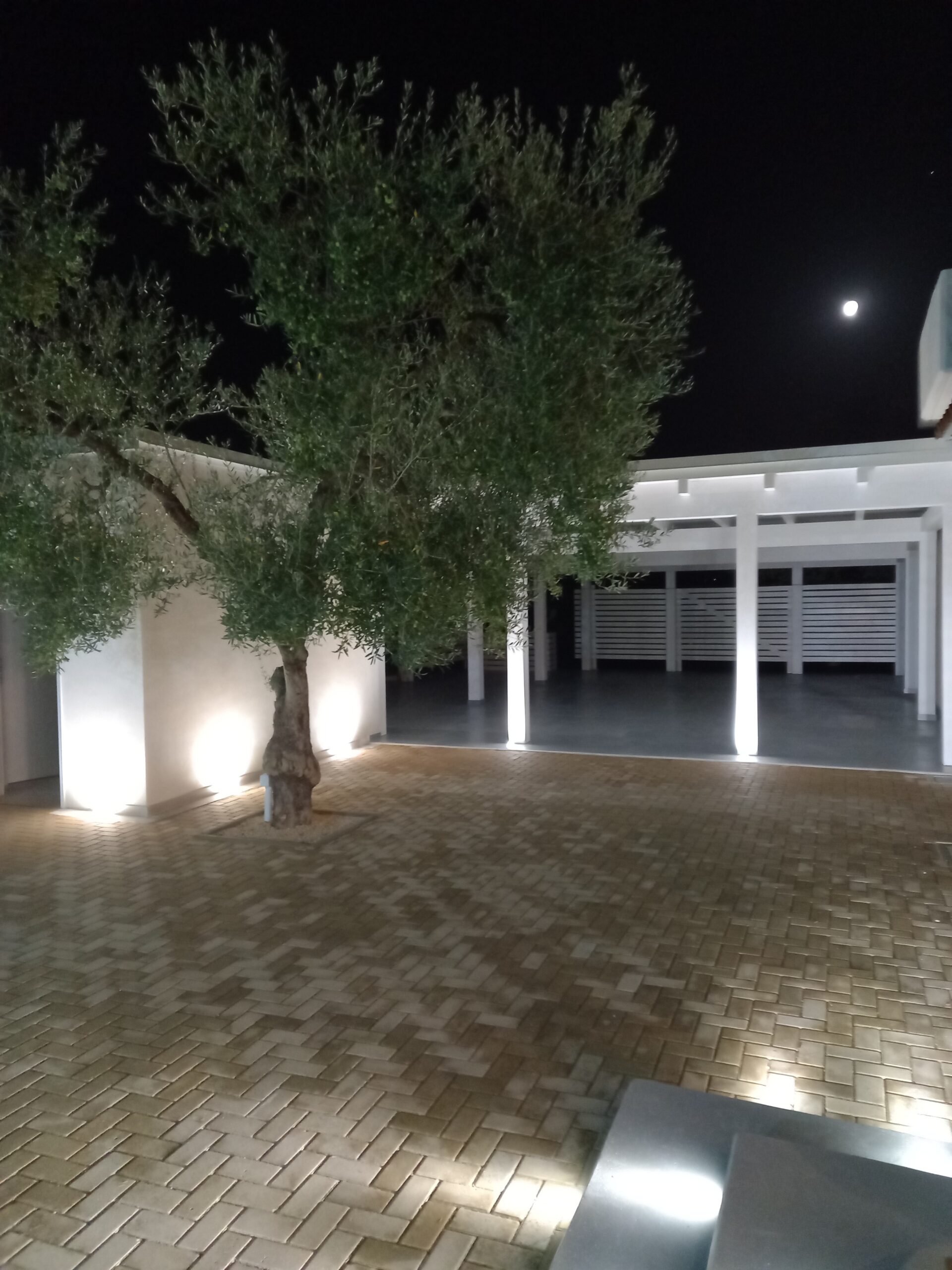 ulivo nella pista da ballo