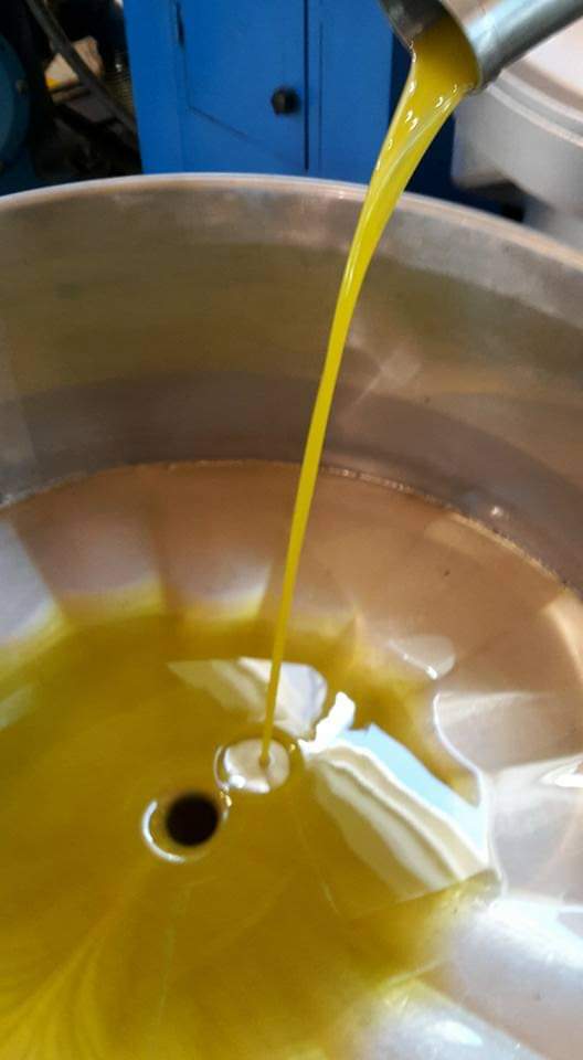 olio nuovo che sgorga in frantoio