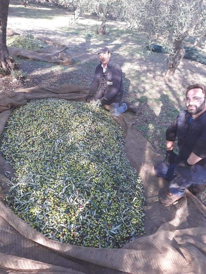 olive raccolte nel panno dopo la scuotitura