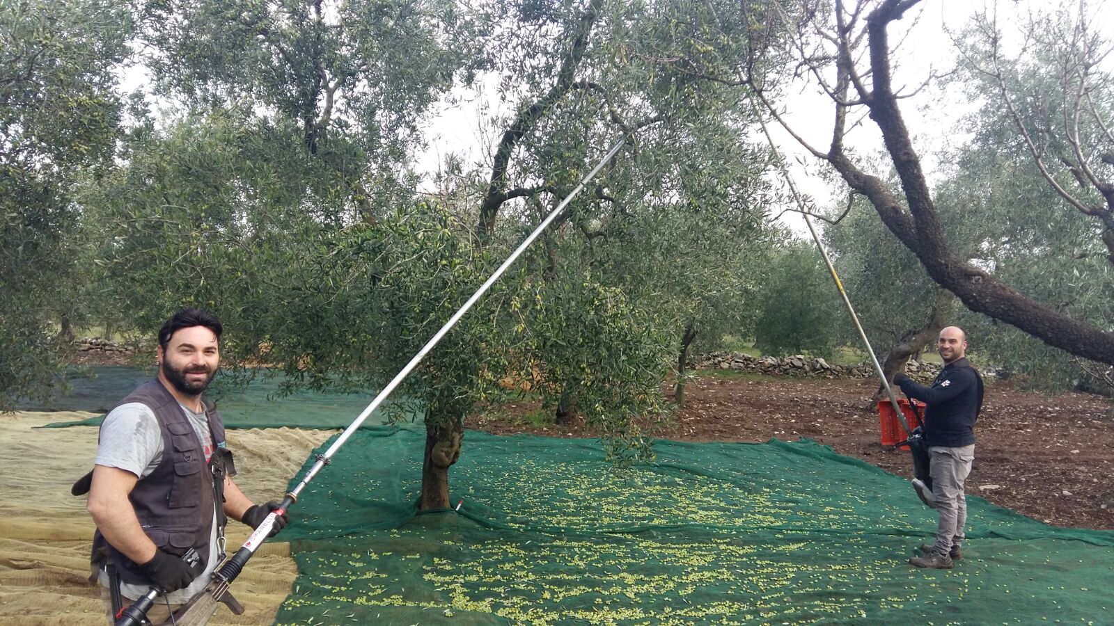 due operai nella raccolta delle olive